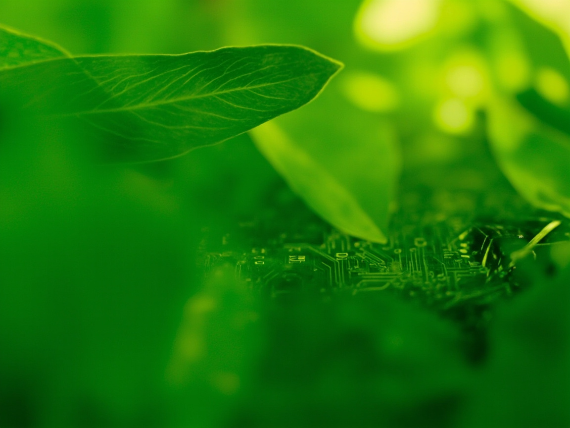 Green leaves meeting a circuit board, symbolising sustainable technology